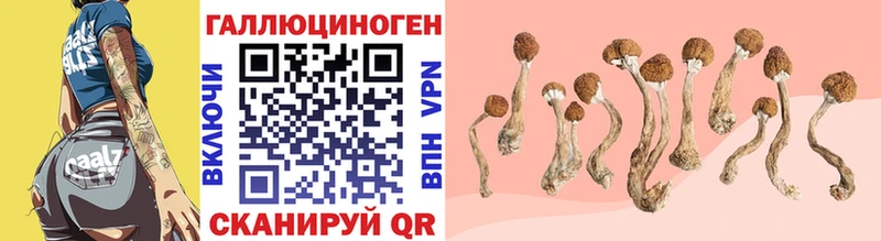 купить наркоту  Велиж  Псилоцибиновые грибы мухоморы 